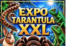 Tarantule, reptile exotice și animale domestice, la Muzeul din Bistrița. Cât costă biletele